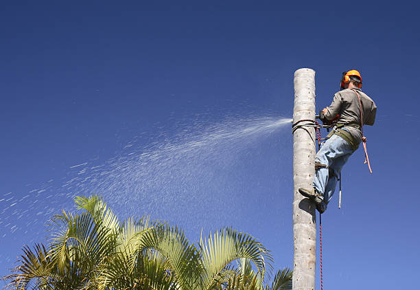 Best Lawn Renovation and Restoration  in Clearview, WA