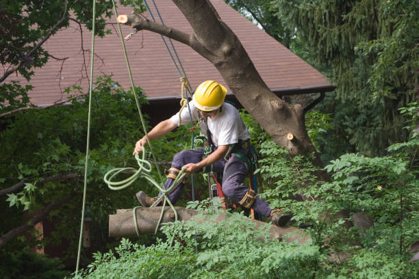 Best Lawn Maintenance Plans  in Clearview, WA